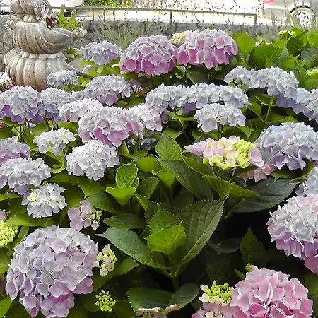 Διαμέρισμα Lavanda 1 *